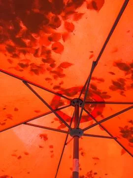 Leaf shadow silhouettes through a red patio umbrella. Stock Photos