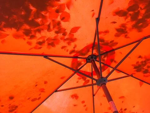 Leaf shadow silhouettes through a red patio umbrella. Stock Photos