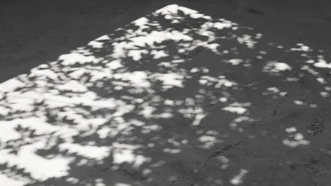 Leaf shadow swaying in the breeze on cement floor Stock Footage 304400939