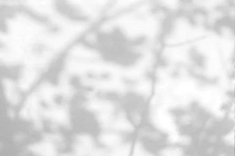 Leaf shadow on wall background. Stock Photos