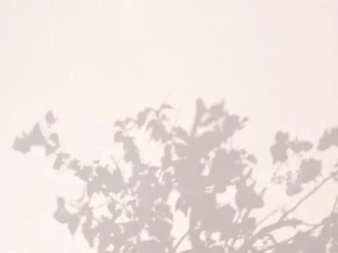 Leaf shadow on wall background. Stock Photos
