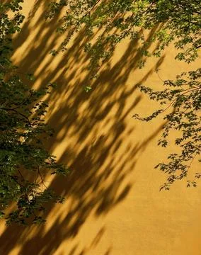 Leaf shadow on wall surface. Natural plant foliage pattern with sunlight 스톡 사진