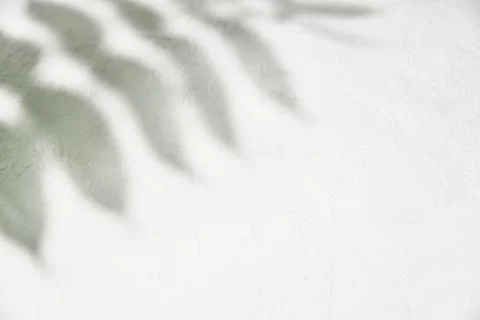 Leaf shadow on white background. Creative abstract background. Nature shadow  Stock Photos