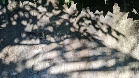 Leaf Shadows and Sunlight Pattern on Textured Concrete Wall Stock Photos
