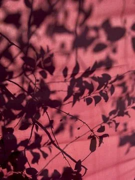Leaf shadows cast on pink wall forming abstract natural pattern. Silhouette o Stock Photos