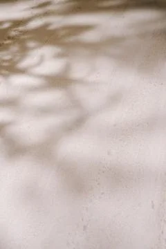Leaf shadows casting on beige concrete texture Stock Photos