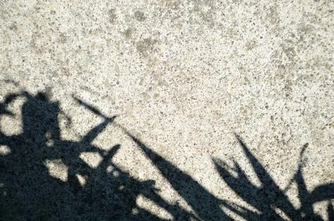 Leaf shadows on a cement background with copy space Foto stock