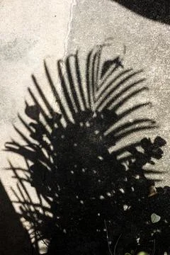 Leaf Shadows On Concrete Ground Stock-Fotos