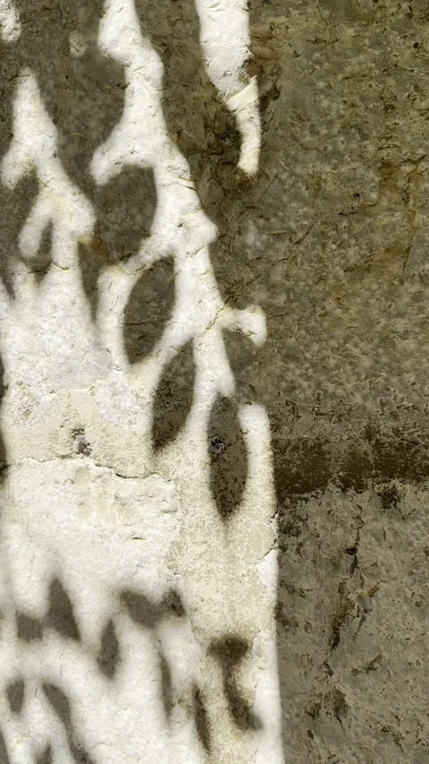 Leaf Shadows Dancing on Weathered Ancient Stone Wall Close Up Vertical Stock Footage 340187939