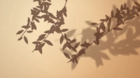 Leaf shadows dappled sunlight tree branch loop Stock Footage 347664526