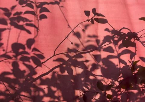 Leaf shadows fall on red surface creating abstract pattern. Natural shapes fo Stock Photos