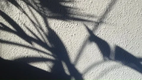 Leaf shadows Stock Footage 324626492