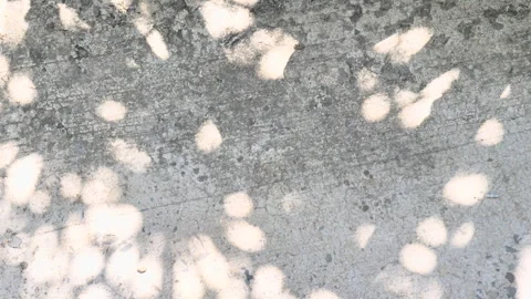 Leaf shadows moving on concrete walkway make a dynamic natural background Stock Footage 250288605