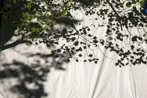 Leaf Shadows Pattern White Fabric in Sunlight Stock Photos
