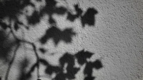 Leaf shadows on textured wall Stock Footage 292059259