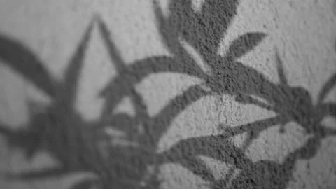 Leaf Shadows On Wall Disappear As Sun Sets Stock Footage 145326966