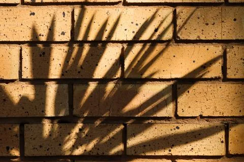 Leaf Shadows On Yellow Brick Wall Face Stock Photos