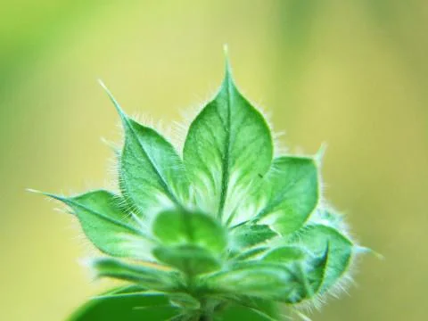 Leaf shape close up Stock Photos