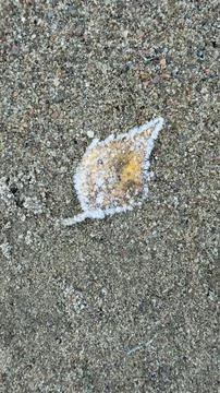 A leaf shape outlined in white on a sandy surface, with a hint of yellow in.. Foto stock