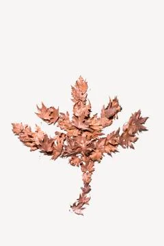 Leaf shape Stock Photos