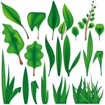 Leaf Shapes Stock Illustration