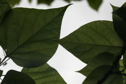 Leaf shapes Stock Photos