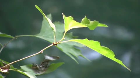 Leaf in sharp focus against a blurred background of water Stock Footage 25722183