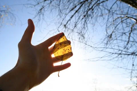 Leaf shining trough human hand. Shadow on human in nature. Stock Photos
