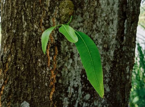 Leaf shoots Stock Photos