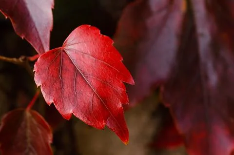 A leaf is shown in a close up Stock Photos