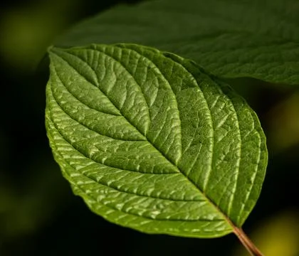 A leaf is shown in a close up Stock Photos