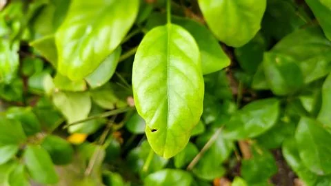 A leaf is shown in a close up of a plant Stock Photos