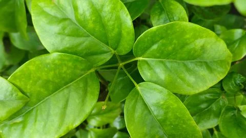 A leaf is shown in a close up of a plant Stock Photos
