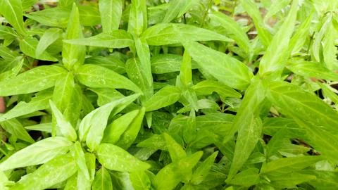 A leaf is shown in a close up of a plant Stock Photos