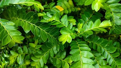 A leaf is shown in a close up of a plant Stock Photos