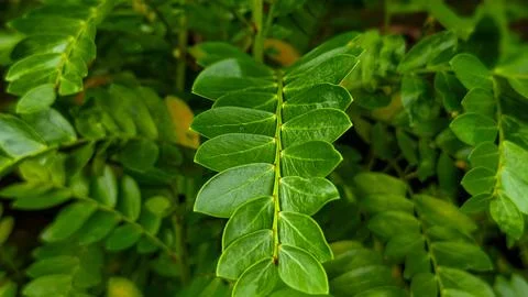 A leaf is shown in a close up of a plant Stock Photos