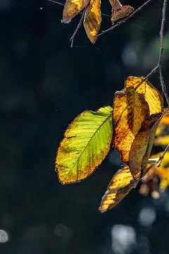 A leaf is shown in a close up, with the sun shining on it Stock Photos