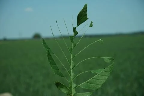 A leaf is shown in a field with a blue sky in the background Stock Photos