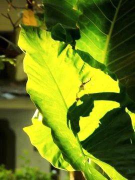 A leaf is shown in the sunlight Foto stock