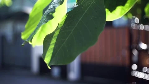 A leaf is shown in the sunlight, with a red object in the background 库存影片 273130427