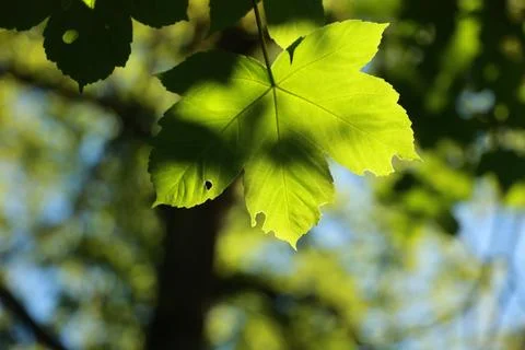 Leaf is shown in the sunlight, with a small hole in it Stock Photos