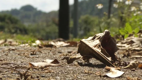 Leaf On The Sidewalk Stock Footage 128443749