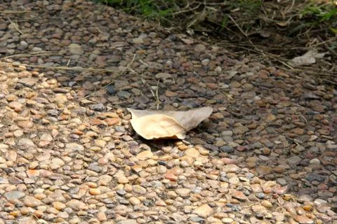 Leaf on the sidewalk 写真素材