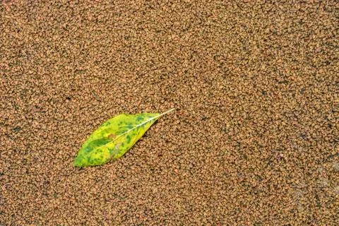Leaf on the sidewalk. Stock Photos