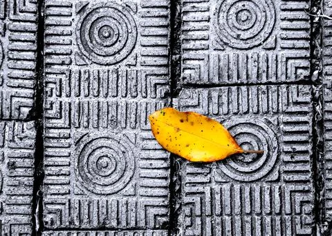 Leaf on sidewalk Stock Photos