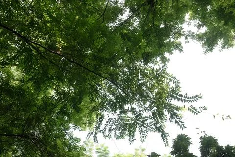 Leaf Silhouette from Below with Bright Sky Above the Canopy Stock Photos