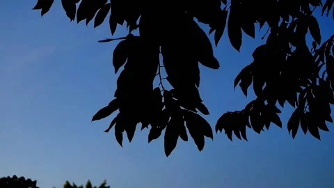 Leaf silhouette with blue sky background Stock Footage 289696597