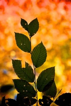 Leaf silhouette 스톡 사진