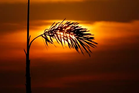 Leaf silhouette 库存照片
