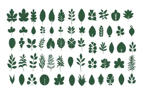 Leaf silhouettes, green leaf vector collection, diverse leaves shapes Stock Illustration